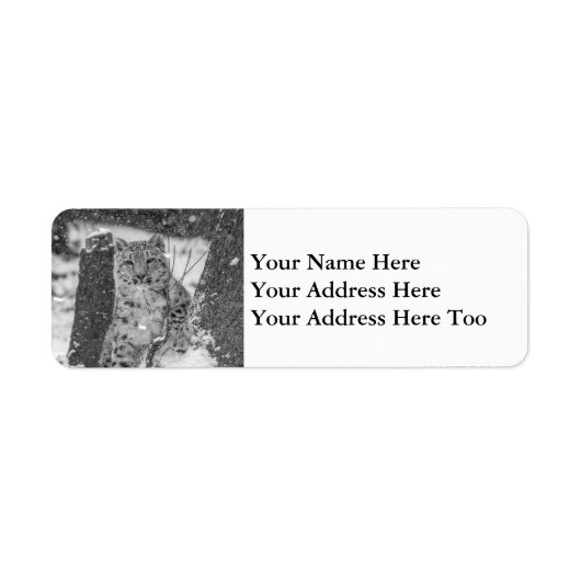 Sneeuw Leopard Cub peering uit van een besneeuwde Etiket (Voorkant)