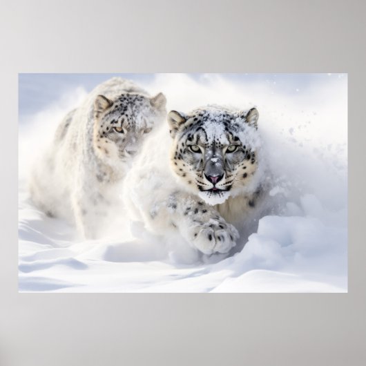 Sneeuw Leopard Dier Natuur Majestic Wild Poster (Voorkant)
