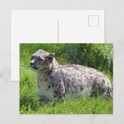 Sneeuw Leopard Mooie Fotografie Briefkaart (Voorkant / Achterkant)