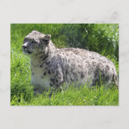Sneeuw Leopard Mooie Fotografie Briefkaart