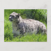 Sneeuw Leopard Mooie Fotografie Briefkaart (Voorkant)