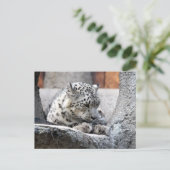 Sneeuw Leopard Wild Cat Mooie foto Briefkaart (Staand voorkant)