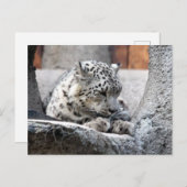 Sneeuw Leopard Wild Cat Mooie foto Briefkaart (Voorkant / Achterkant)