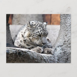 Sneeuw Leopard Wild Cat Mooie foto Briefkaart