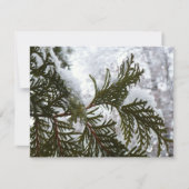 Sneeuw op altijdgroene takken (Voorkant)