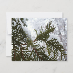 Sneeuw op altijdgroene takken