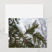 Sneeuw op altijdgroene takken (Voorkant / Achterkant)