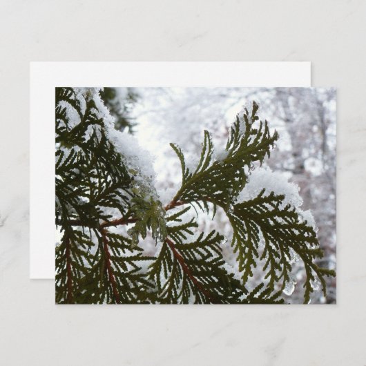 Sneeuw op altijdgroene takken (Voorkant / Achterkant)