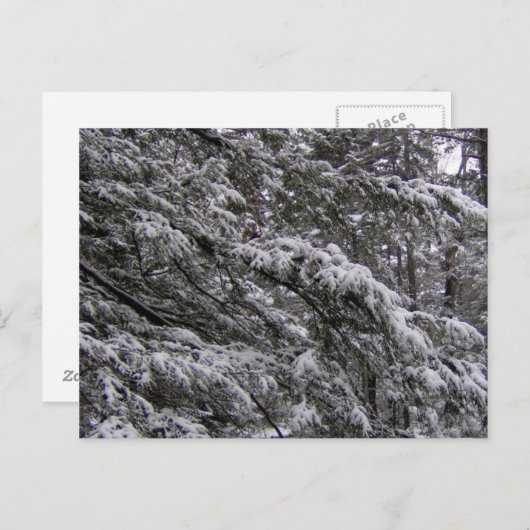 Sneeuw op Briefkaart van boomtakken - voeg uw eige (Voorkant / Achterkant)