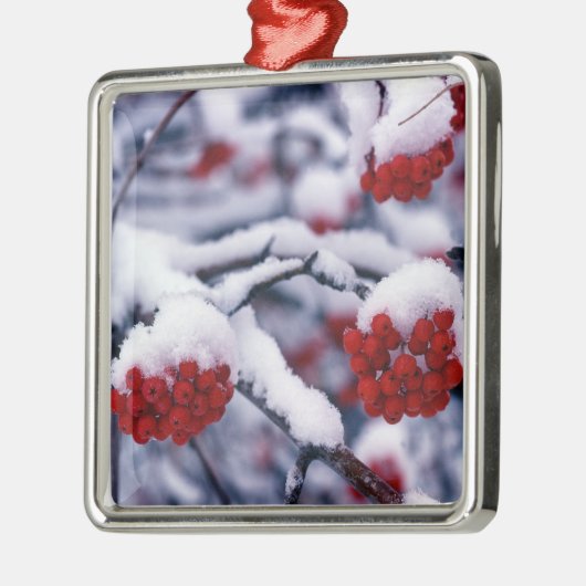 Sneeuw op de Europese Bergen Ash Berries, Utah. Metalen Ornament (Links)