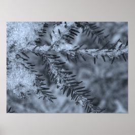 Sneeuw op dennennaalden poster