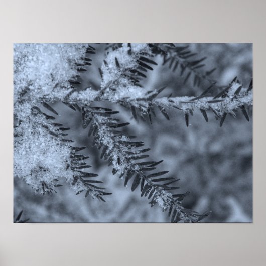 Sneeuw op dennennaalden poster (Voorkant)