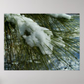 Sneeuw op een Pine Tree Branch Poster (Voorkant)