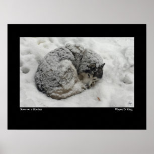 Sneeuw op een Siberische Poster