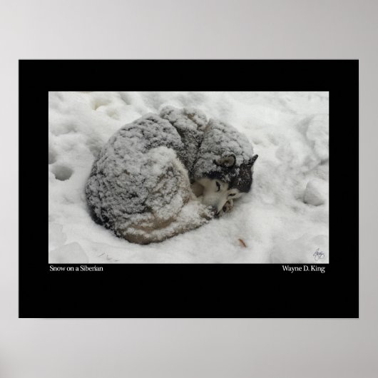 Sneeuw op een Siberische Poster (Voorkant)