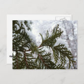 Sneeuw op Evergreen Branches Briefkaart (Voorkant / Achterkant)