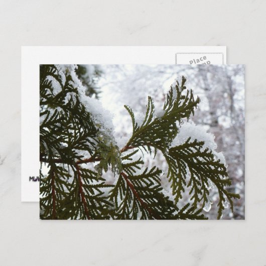 Sneeuw op Evergreen Branches Briefkaart (Voorkant / Achterkant)