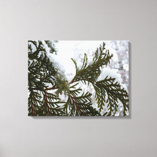 Sneeuw op Evergreen Branches Canvas Afdruk