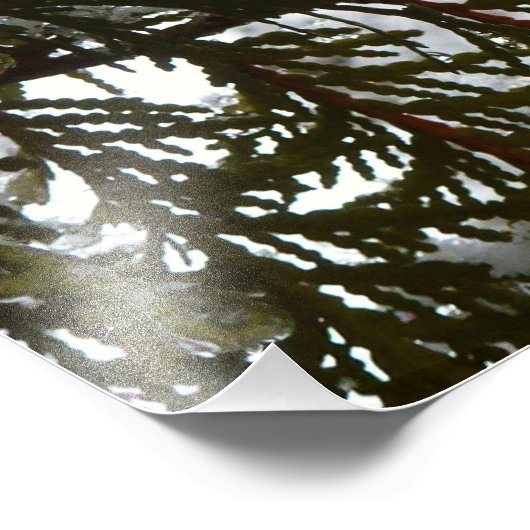 Sneeuw op Evergreen Branches Foto Afdruk (Hoek)