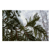 Sneeuw op Evergreen Branches Perfect Poster (Voorkant)