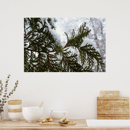 Sneeuw op Evergreen Branches Poster (Keuken)