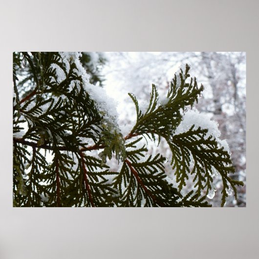 Sneeuw op Evergreen Branches Poster (Voorkant)