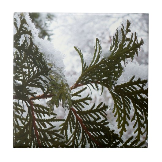Sneeuw op Evergreen Branches Tegeltje (Voorkant)