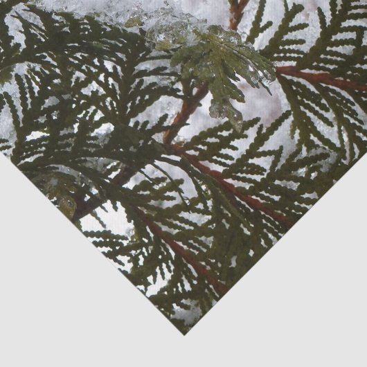 sneeuw op Evergreen Branches Winter Natuur Foto Tissuepapier (Detail)