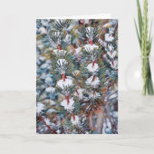 Sneeuw op Pine Branches Art Kaart (Voorkant)