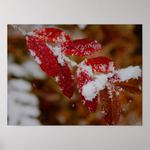 Sneeuw op rode bladeren poster