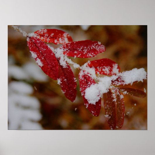 Sneeuw op rode bladeren poster (Voorkant)