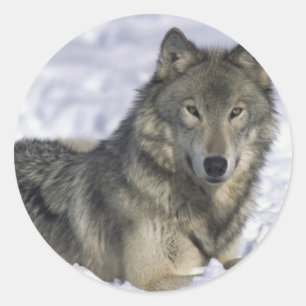 Sneeuw Ronde Sticker