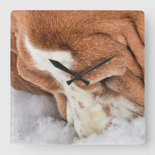 Sneeuw ruikt heerlijke Basset Hound Vierkante Klok