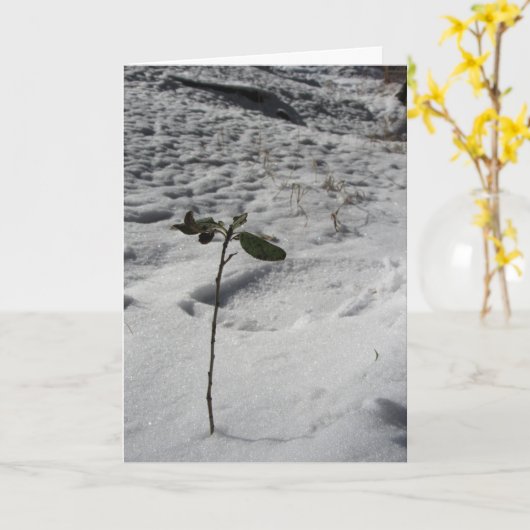 "Sneeuw Spruit" kerstkaart Kaart (Gele Bloem)