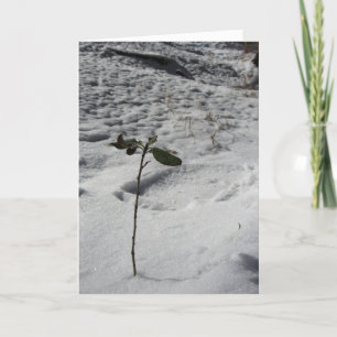 "Sneeuw Spruit" kerstkaart Kaart