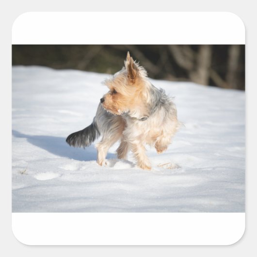 sneeuw vierkante sticker (Voorkant)