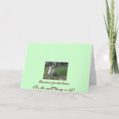 sneeuw vogels 5 feestdagen kaart (Achterkant)