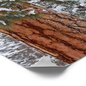 Sneeuw vult de boughes van ponderosa-pijnbomen poster (Hoek)