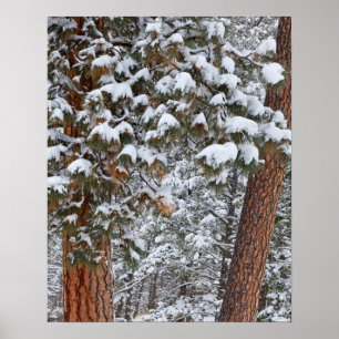 Sneeuw vult de boughes van ponderosa-pijnbomen poster