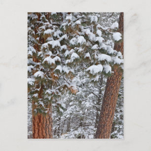 Sneeuw vult de takken van ponderosa-dennen briefkaart