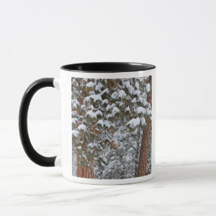 Sneeuw vult de takken van ponderosa-dennen mok