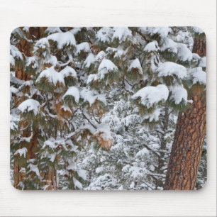 Sneeuw vult de takken van ponderosa-dennen muismat