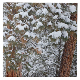 Sneeuw vult de takken van ponderosa-dennen tegeltje