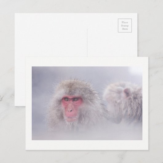 Sneeuwaap Japan Foto Briefkaart (Voorkant / Achterkant)