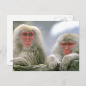 Sneeuwaapparen, Japanse Macaque, Briefkaart (Voorkant / Achterkant)