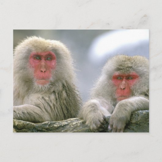 Sneeuwaapparen, Japanse Macaque, Briefkaart (Voorkant)