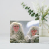 Sneeuwaapparen, Japanse Macaque, Briefkaart (Staand voorkant)