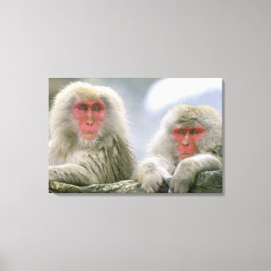Sneeuwaapparen, Japanse Macaque, Canvas Afdruk