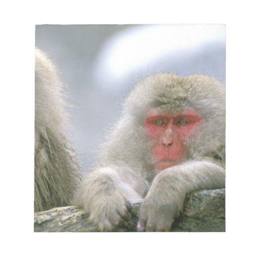 Sneeuwaapparen, Japanse Macaque, Notitieblok (Voorkant)