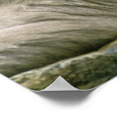 Sneeuwaapparen, Japanse Macaque, Poster (Hoek)